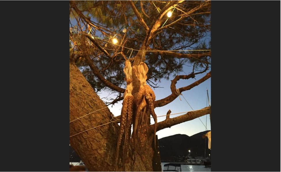 The Octopus Tree image 3